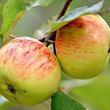 Яблоня домашняя Коричное Полосатое